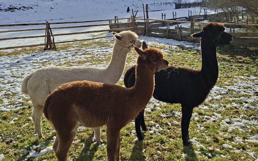 Das Jahr der Schlange neigt sich dem Ende 🐍